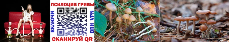 Галлюциногенные грибы Psilocybe  Клинцы 